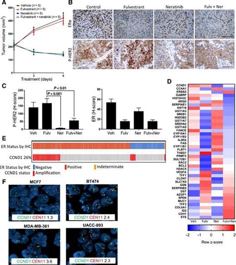 Extended Adjuvant Therapy With Neratinib Plus Fulvestrant Blocks Er