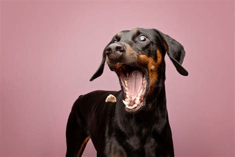 Doberman Funny Action Shot Stock Photo Image Of Mammal