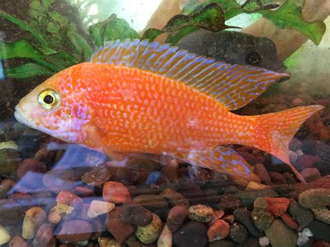 Pin On African Cichlids From Aqua Daves Fish Room