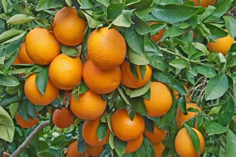 Early Citrus Greening Detection Method Developed