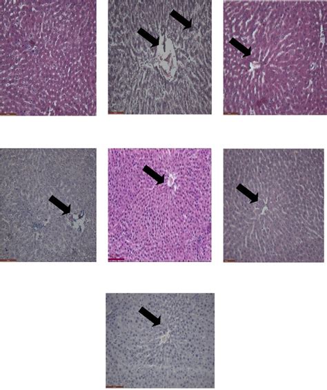 Photomicrographs Depicting Histological Appearance In Different Groups