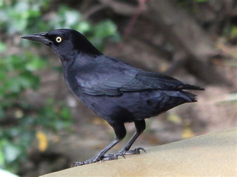 Greater Antillean Grackle Flickr