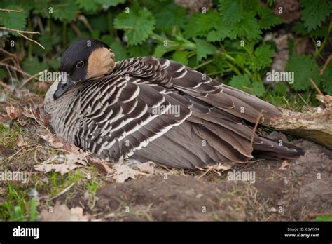 Nene goose eggs hi-res stock photography and images - Alamy