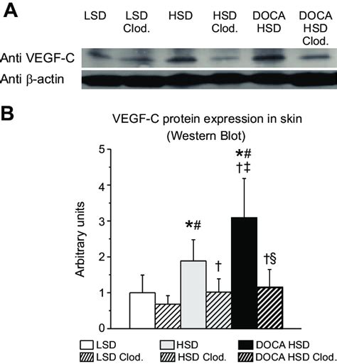 A Representative Western Blot Of Vegf C Protein Expression Kd