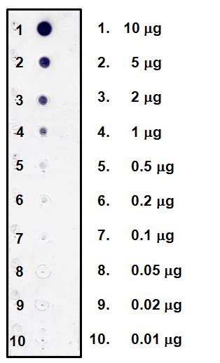 Dot blot analysis of BI and its detection limit. | Download Scientific ...