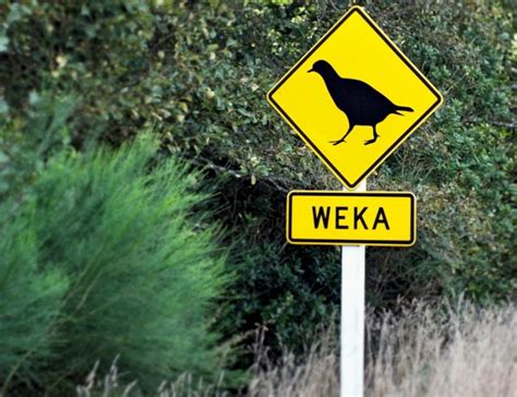 Weka Bird Spiritual Meaning: Symbol of Strength and Power