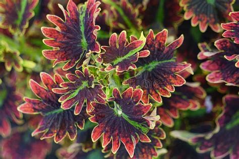 Coleus Scutellarioides Con Un Fondo Natural Foto De Archivo Imagen De