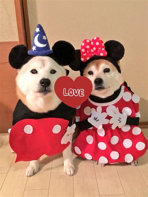 Shiba Inu Halloween Costume - Asia Trend