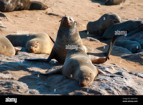 Cape Fur Seal Arctocephalus Pusillus The Female Cow Is Smaller And