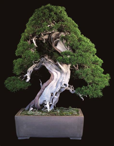 B1FINE2 Ficus Bonsai Indoor Bonsai Tree Bonsai Plants Juniper Bonsai