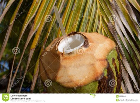 Noix De Coco Avec La Paille Boire Photos Libres De Droits Et