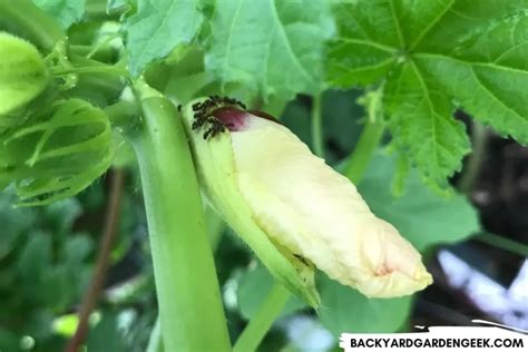 7 Easy Ways To Get Rid Of Ants On Your Okra Plants Backyard Garden Geek