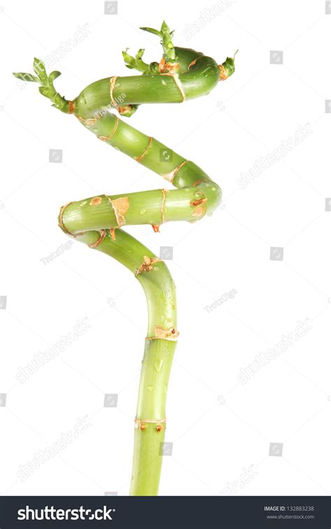 Fresh Bamboo Isolated On White Background Stock Photo 132883238