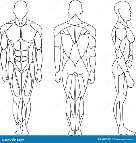 Muscle Diagram Front And Back