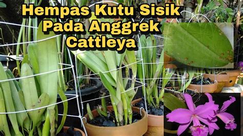 Cara MENGATASI HAMA KUTU SISIK Pada Anggrek Cattleya YouTube