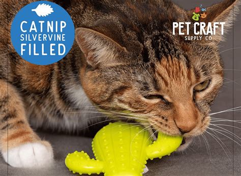 Chewy Cat Toys Perfect Fun For Your Feline Friend