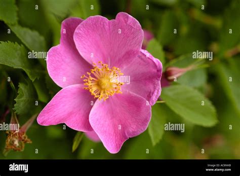 pink rose rosaceae rosa acicularis europe asia america stock photo alamy