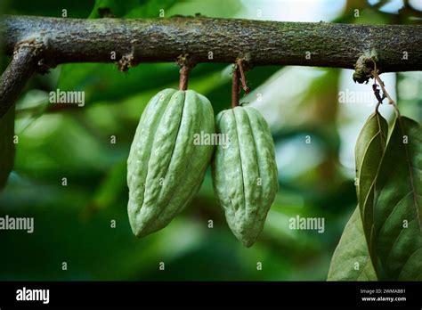 Cacao Tree Theobroma Cacao Fruits Hanging On A Tree Growing In A