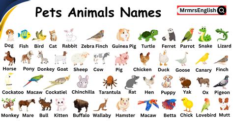pet animals pictures  names english animal names word list