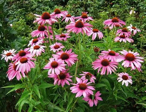 Echinacea Propriet E Benefici Di Questa Pianta Medicinale Il