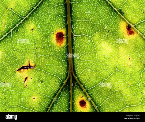 macro leaf texture background Stock Photo - Alamy