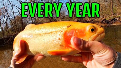 Massive Golden Trout Palomino Pa Trout Fishing 2021 Youtube