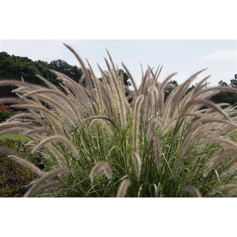 Jc Raulston Arboretum Photographs Pennisetum Setaceum Skyrocket