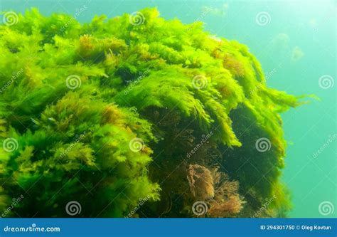 Ceramium Sp Red Algae Under Microscopic View Rhodophyta Royalty Free