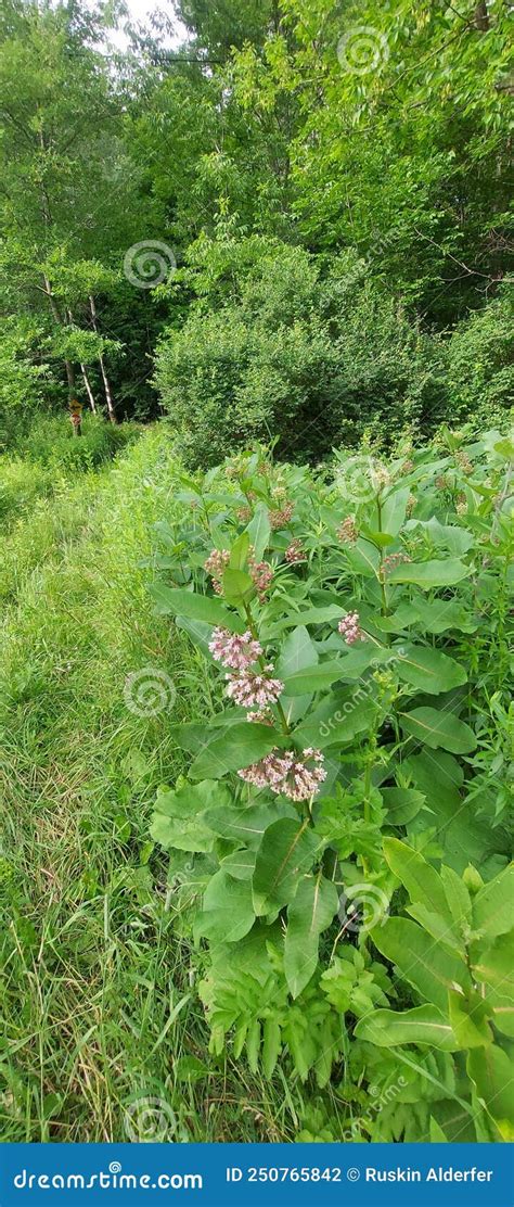 Milkweed Plants Monarch Butterfly Stock Photo - Image of butterfly ...