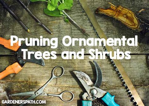 Pruning Ornamental Trees and Shrubs | Gardener's Path