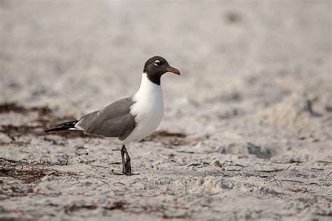 animal pájaro pico Gaviota suelo volador aves acuáticas perdiz