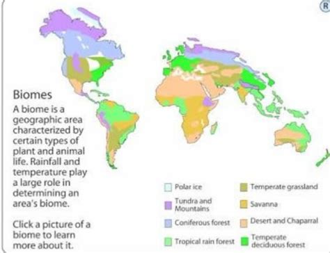 Deciduous Forest World Map