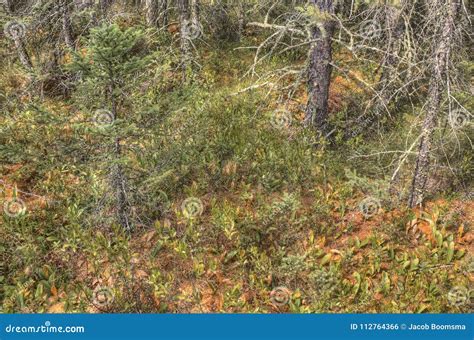 Big Bog State Park Minnesota Stock Photo Image Of Autumn Nature