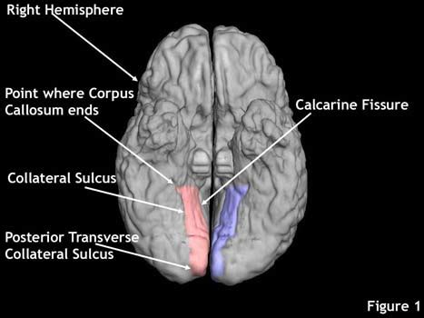 Sulcus Collateralis