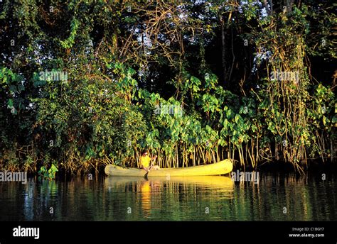 France Guadeloupe French West Indies Basse Terre Mangrove Swamp By