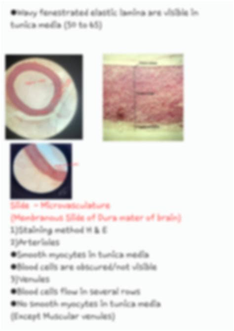 Solution Histology Slides Cardio Vascular System Studypool