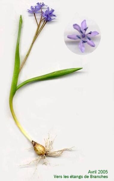 Scilla Bifolia Fleurs Sauvages De L Yonne Flsvy Et D Ailleurs