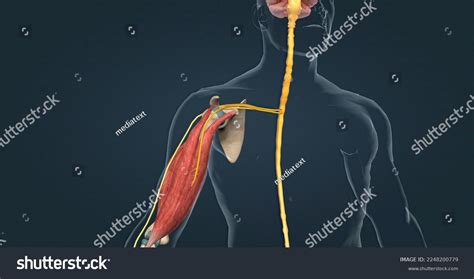 Withdrawal Reflex Spinal Reflex Intended Protect Stock Illustration ...