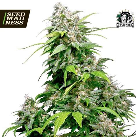 California Indica Feminised Seeds Sensi Seeds Strain