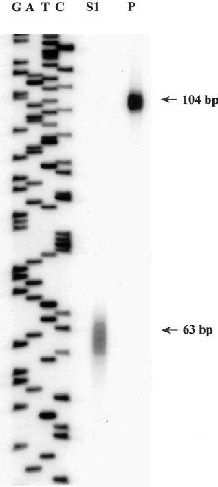 S1 Nuclease Mapping Of The Transcription Start Site Right Lane P Download Scientific