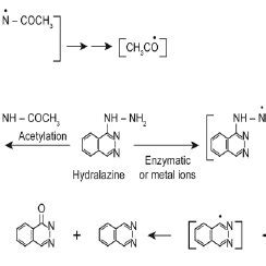 Metabolic activation of isoniazid (R = H) and iproniazid (R = - CH(CH 3 ...