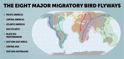 For the Long Lens Set, Major Bird Migrations Magnify European Tours for ...