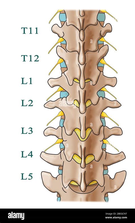 Lumbar Bone Anatomy