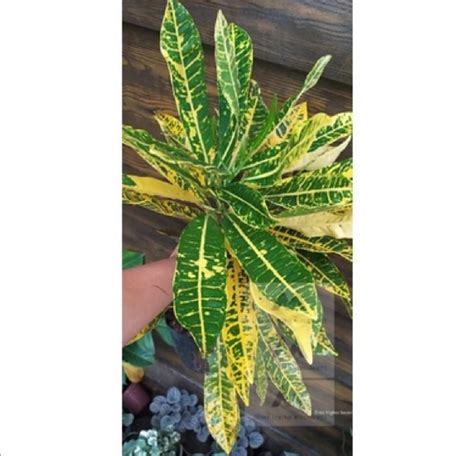 Yellow Petra Croton Codiaeum Variegatum Live Plant Furniture Home