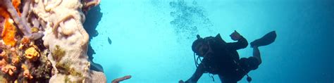 Explore Deeper Padi Advanced Open Water Diver In Moalboal With Padi 5