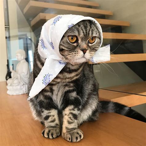 Omg Dont Fall Under The Judgy Eye Of One Of These Babushka Cats Omg