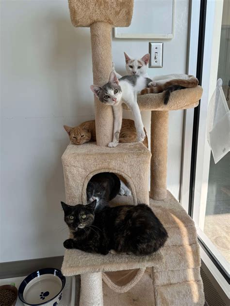 Animal lovers support petland iowa city for its adoption days 26