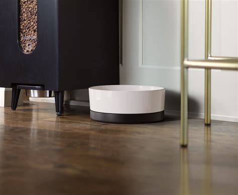 Understanding Shetland Sheepdog Health Problems: A Comprehensive Guide for Owners | Houndsy