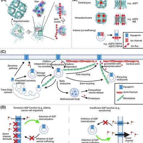 Human Aquaporin Amino Acid Sequence Homologies Generated Using Cobalt Download Scientific