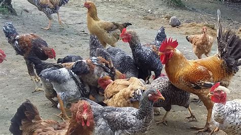 Cria O De Galinha Frango Caipira Criada Solta Na Ro A Manejo